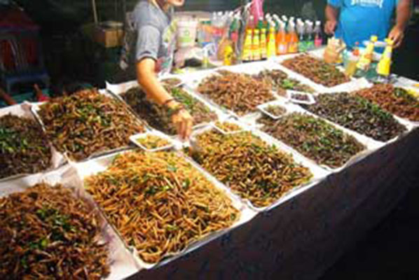 selection of edible insects at Krabi Night Market