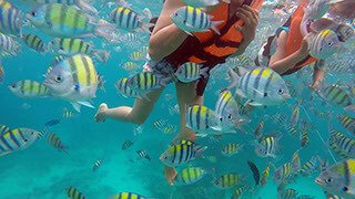 phiphi snorkel fish snorkel